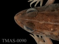 Dark-spotted frog Collection Image, Figure 11, Total 13 Figures